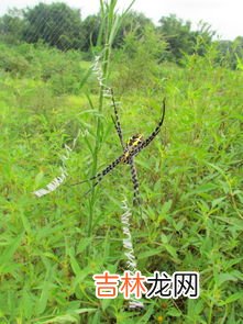 蜘蛛冬天会冻死吗,月季红蜘蛛冬天能冻死吗
