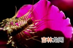 蜘蛛冬天会冻死吗,月季红蜘蛛冬天能冻死吗