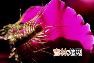 蜘蛛冬天会冻死吗,月季红蜘蛛冬天能冻死吗