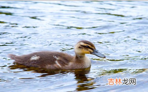 小鸭子可以游泳吗,小鸭子为什么可以在水上泳