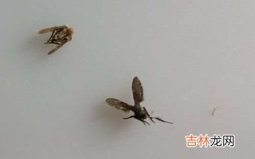 为什么小飞虫喜欢往眼睛里飞,我的右眼总有小飞虫有飞下去,怎么回事?