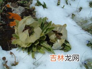 雪莲花的功效与作用,雪莲花的功效与作用及食用方法