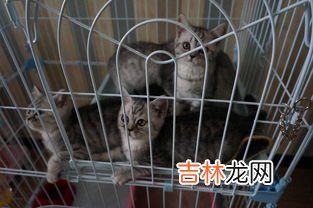 没有毛的猫叫什么名字,无猫毛叫什么名字