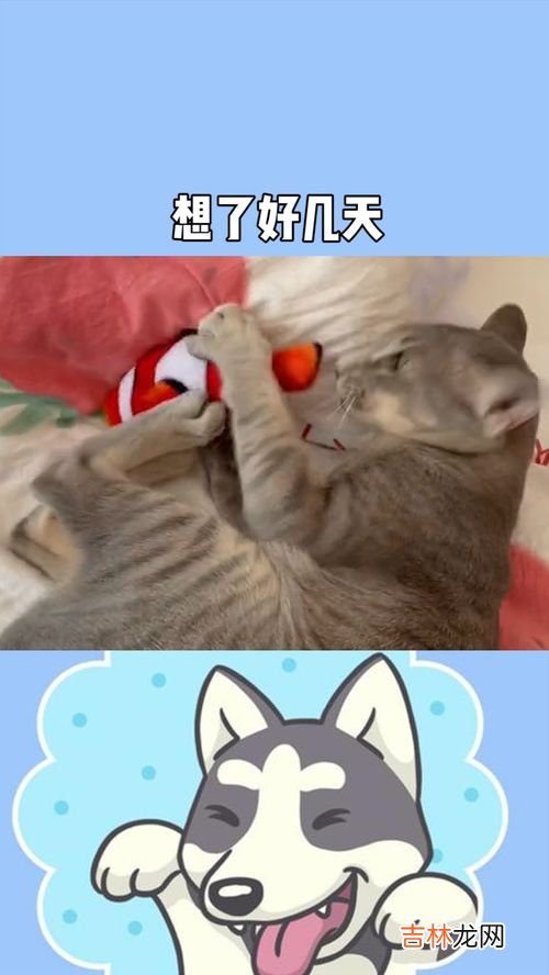 没有毛的猫叫什么名字,无猫毛叫什么名字