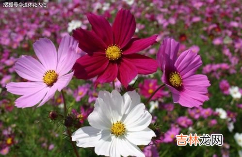 九月开什么花,9月开什么花