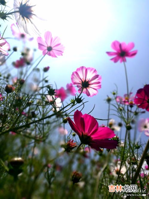 九月开什么花,9月开什么花