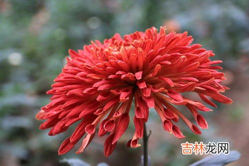 九月开什么花,9月开什么花