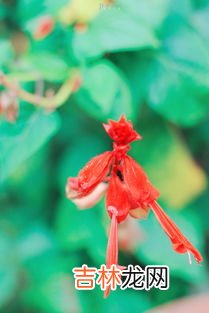 九月开什么花,9月开什么花