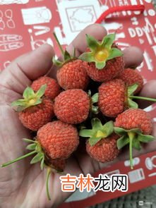 覆盆子是什么,覆盆子是什么？