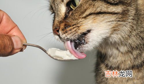 猫为什么有眼屎,猫咪有眼屎是什么原因