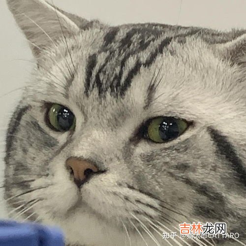 猫为什么有眼屎,猫咪有眼屎是什么原因