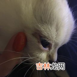 猫为什么有眼屎,猫咪有眼屎是什么原因