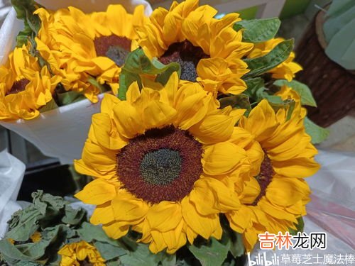 向日葵的寓意,向日葵的花语是什么