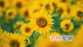 向日葵的寓意,向日葵的花语是什么