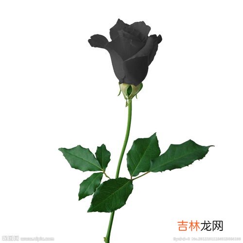 黑色玫瑰花语,黑色玫瑰的花语是什么意思