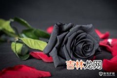 黑色玫瑰花语,黑色玫瑰的花语是什么意思