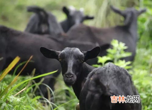 闷倒驴是哪里产的,闷倒驴是什么酒