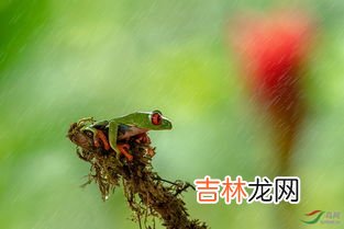 红眼睛的有哪几种动物,眼睛红红的动物