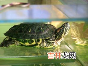 巴西龟寿命,巴西龟寿命最长可达多少年