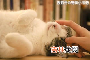 小猫为什么会得猫癣,猫为什么会得猫癣呢