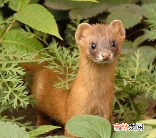 对付黄鼠狼的好方法,赶走黄鼠狼的妙招有哪些?