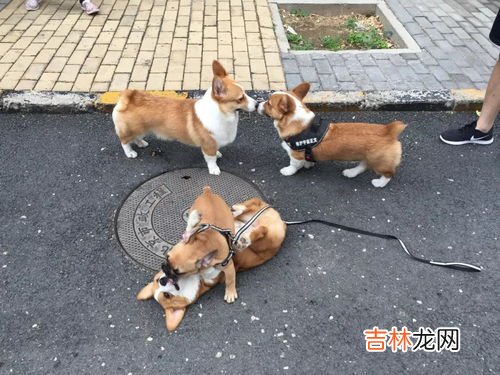狗的尾巴为什么要剪掉,狗为什么要剪尾巴？