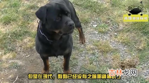 狗的尾巴为什么要剪掉,狗为什么要剪尾巴？
