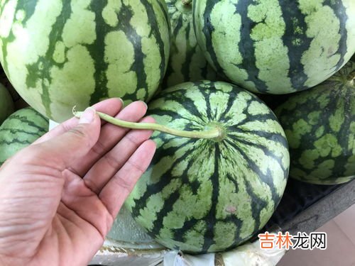为什么雨水多西瓜就不甜,雨水丰沛会影响西瓜吗?