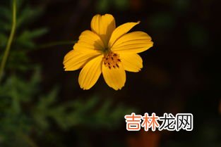 秋天开的花,秋天开的花有哪些?