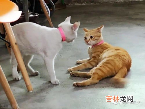 猫为什么会攻击狗,猫和狗为什么是天敌