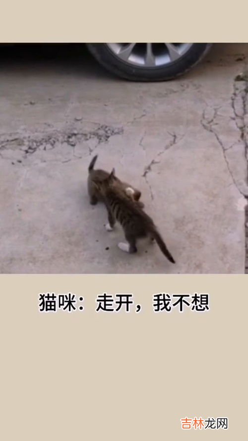 猫为什么会攻击狗,猫和狗为什么是天敌