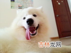 狗为什么会有狂犬病毒,狗为什么有狂犬病