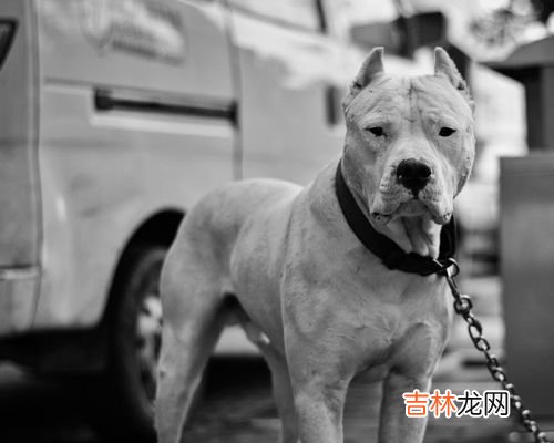 狗为什么会有狂犬病毒,狗为什么有狂犬病