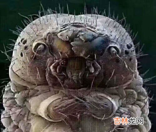 水熊虫寿命是多少年,水熊虫寿命是多少年