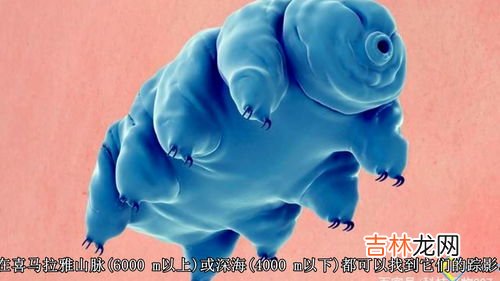 水熊虫寿命是多少年,水熊虫寿命是多少年