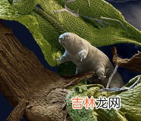 水熊虫寿命是多少年,水熊虫寿命是多少年