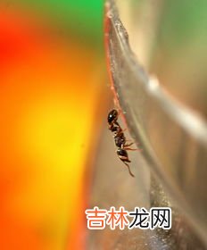 蚂蚁为什么搬家,蚂蚁搬家的原因