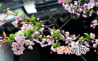 闰年和平年的区别,如何区分闰年和平年