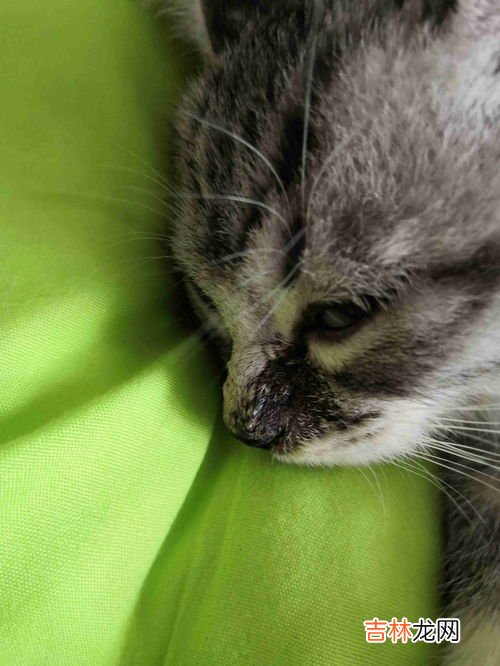 小猫为什么晚上能看见老鼠,猫夜里为什么能看见东西?