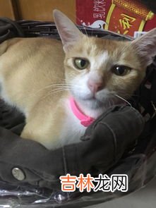 小猫为什么晚上能看见老鼠,猫夜里为什么能看见东西?
