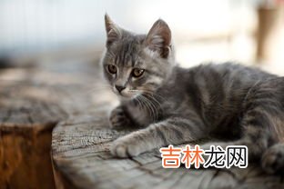 猫为什么会叫,猫咪喜欢叫是什么原因