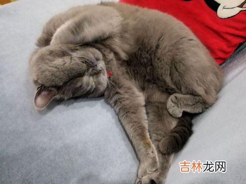 猫为什么会叫,猫咪喜欢叫是什么原因