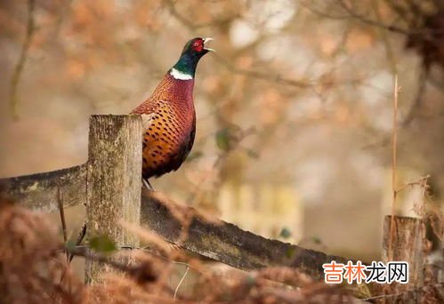 为什么上岸的甲鱼不能抓,“离水甲鱼,上山兔子,下山野鸡碰不得”,怎样理解呢?