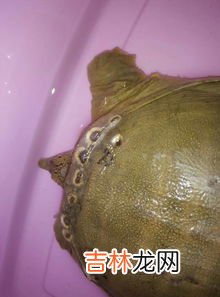为什么上岸的甲鱼不能抓,“离水甲鱼,上山兔子,下山野鸡碰不得”,怎样理解呢?