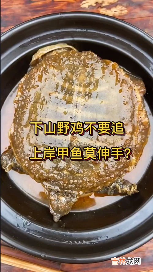 为什么上岸的甲鱼不能抓,“离水甲鱼,上山兔子,下山野鸡碰不得”,怎样理解呢?