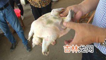 为什么上岸的甲鱼不能抓,“离水甲鱼,上山兔子,下山野鸡碰不得”,怎样理解呢?