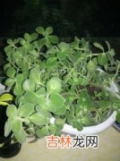 一抹香是什么植物,一抹香是什么植物