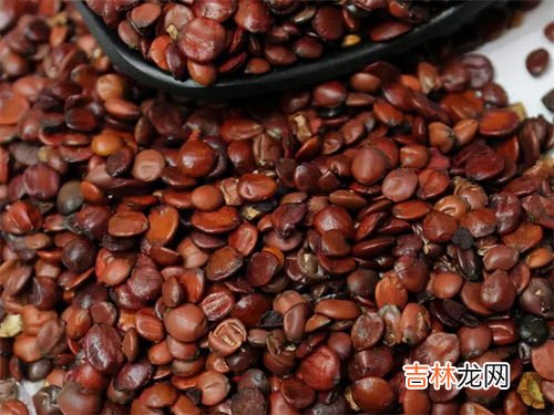 酸枣的功效与作用,酸枣的功效与作用