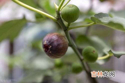 无花果怎么吃剥皮吗,无花果怎么吃剥皮吗