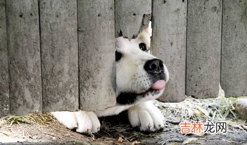 猪惊骨带一个还是一对,什么属相不能戴猪惊骨，鱼脑里的小骨头，晒干后戴身上能避邪吗